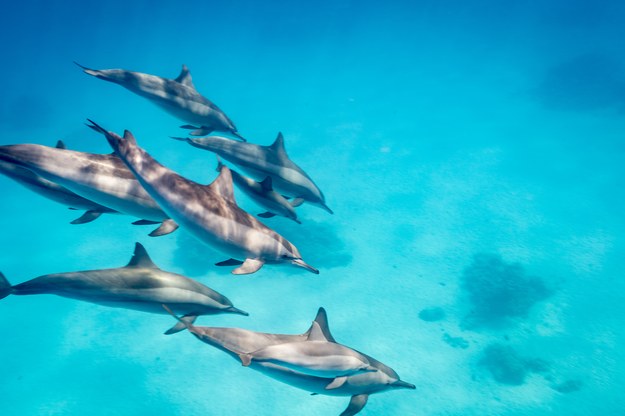 Fale Atlantyku wyrzuciły ponad 300 delfinów na francuskie plaże