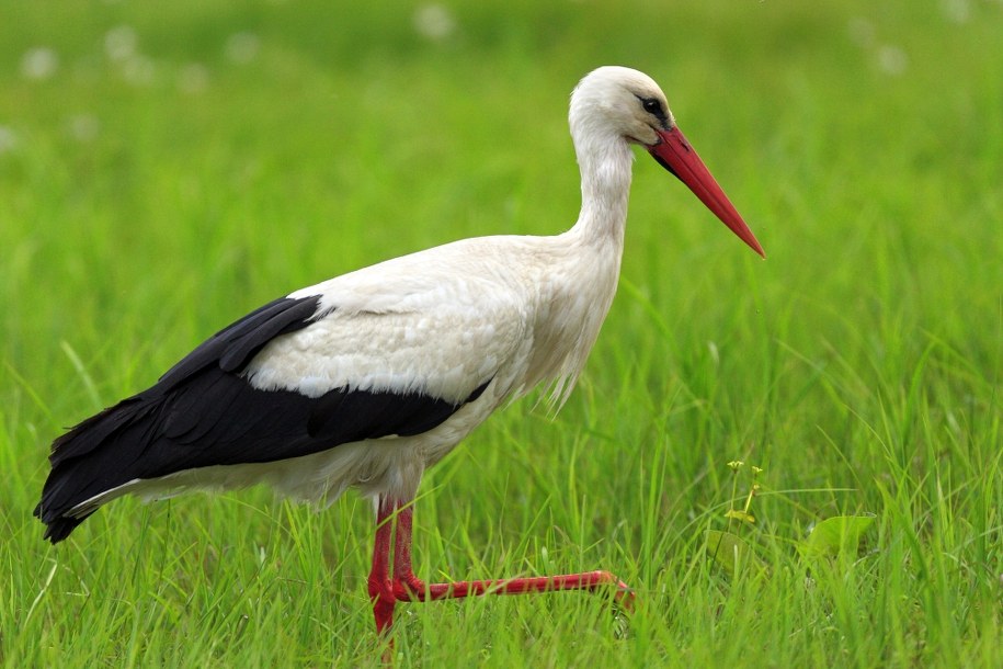 "Bocianów powinniśmy spodziewać się między 15 a 20 marca"