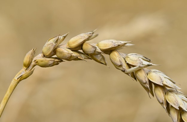 Dopłaty do zbóż i nawozów. Rozporządzenia opublikowane w Dzienniku Ustaw