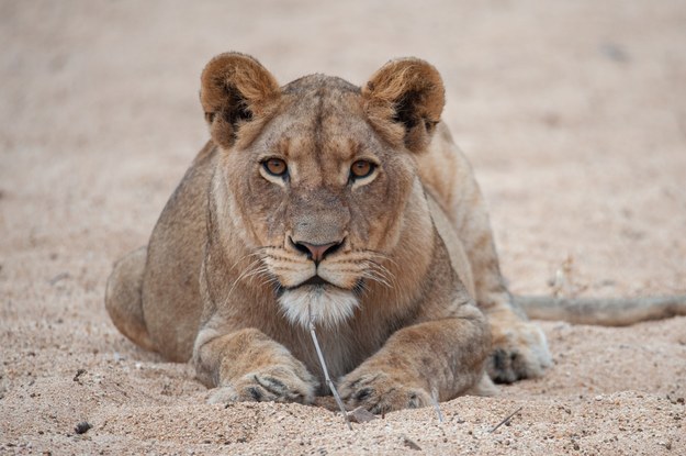 Ekolodzy mówią o sensacji. Po niemal 20 latach zobaczono żywe lwy