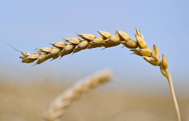 Unijny zakaz importu produktów rolnych z Ukrainy przedłużony