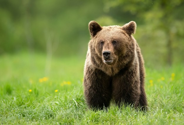 Niedźwiedzie wchodzą do miast i wsi w Rumunii. Nakazano odstrzał