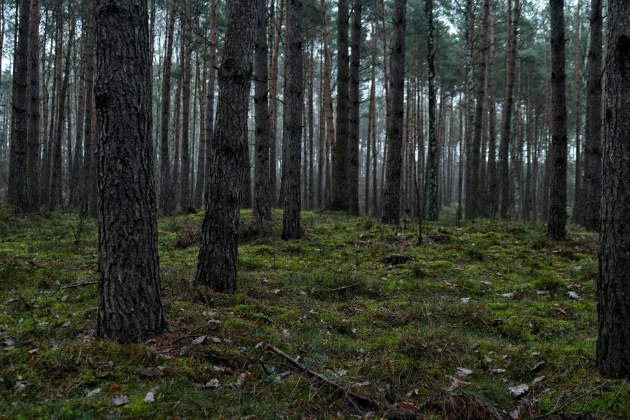 Karpacz: W lesie znaleziono ciało 38-latki