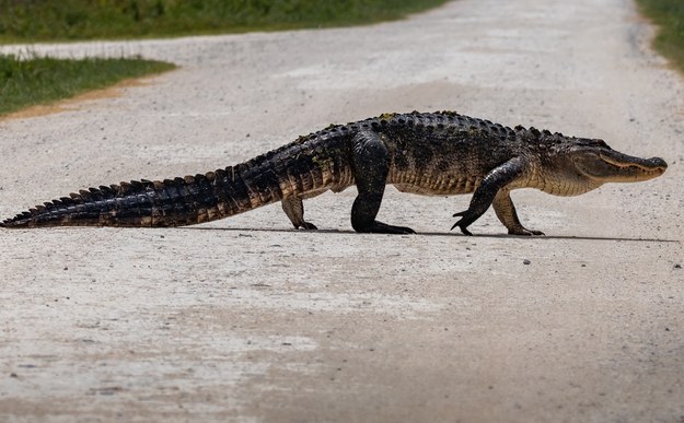 Aligator zabił kobietę, która wyszła na spacer z psem