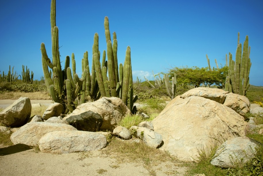 Reżimowy dziennik na Kubie zachęca biednych: Jedzcie kaktusy