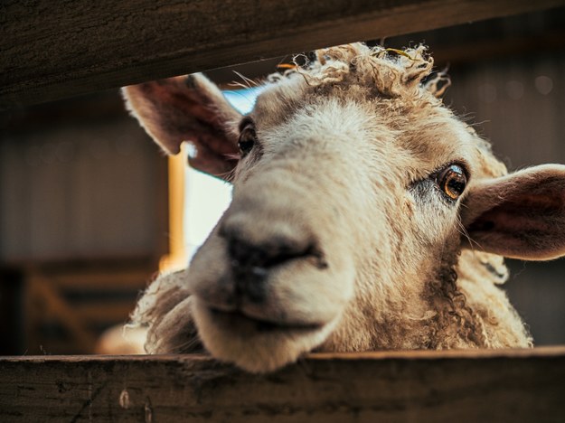 "Najbardziej samotna owca" uwięziona przez dwa lata na klifie