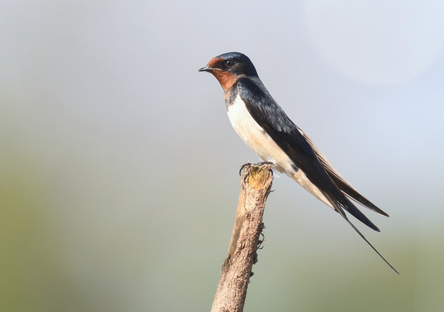 Zniszczył gniazdo jaskółek. Odpowie przed sądem