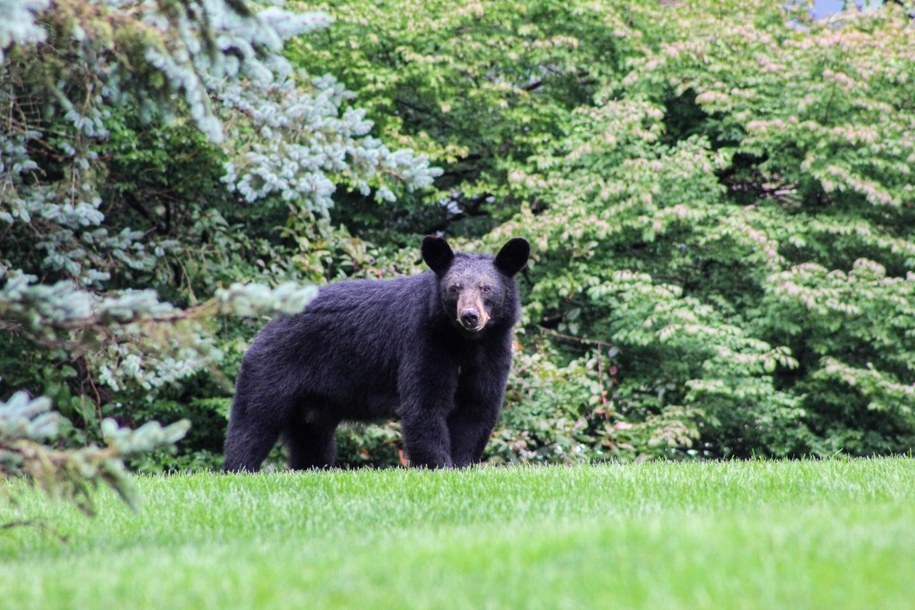 Niedźwiedź wskoczył do bagażnika i zabrał zakupy. Turyści byli w szoku