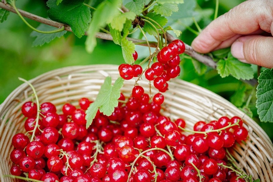 Zmowa cenowa na rynku owoców? UOKiK bada sprawę