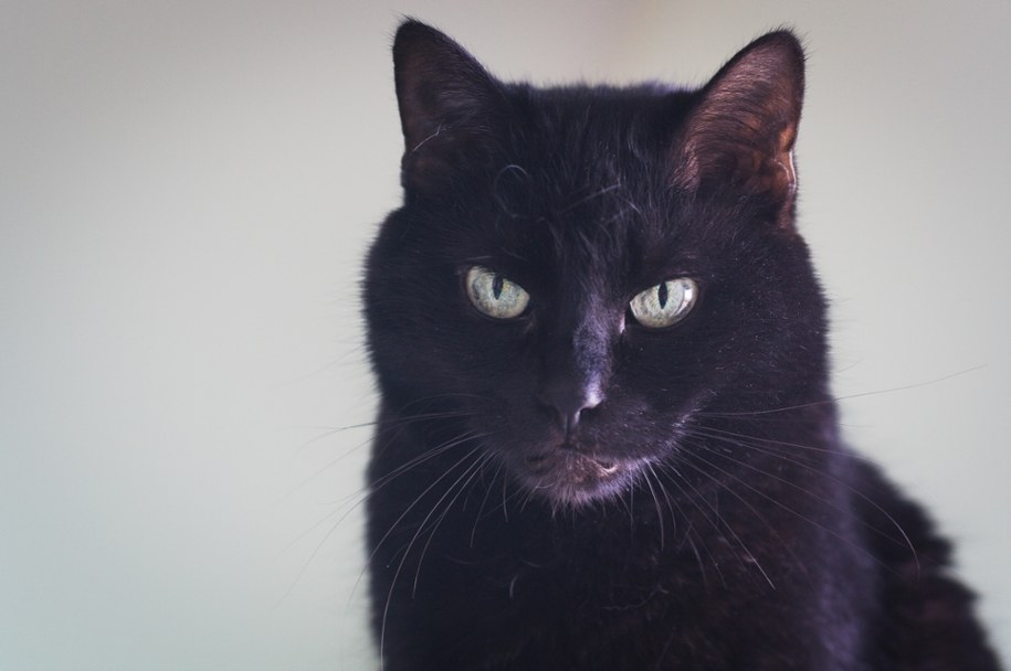 To miasto wstrzymuje adopcje czarnych kotów. Powód może zaskakiwać