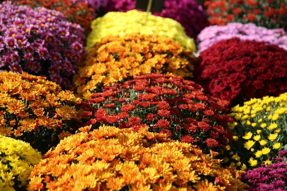 Ceny chryzantem na Wszystkich Świętych 2025. Ile zapłacimy za kwiaty na groby?
