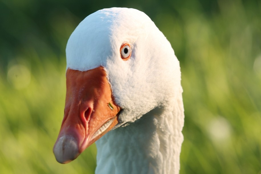 Martwa gęś w kartonie. Hodowczyni oskarżona o okrucieństwo