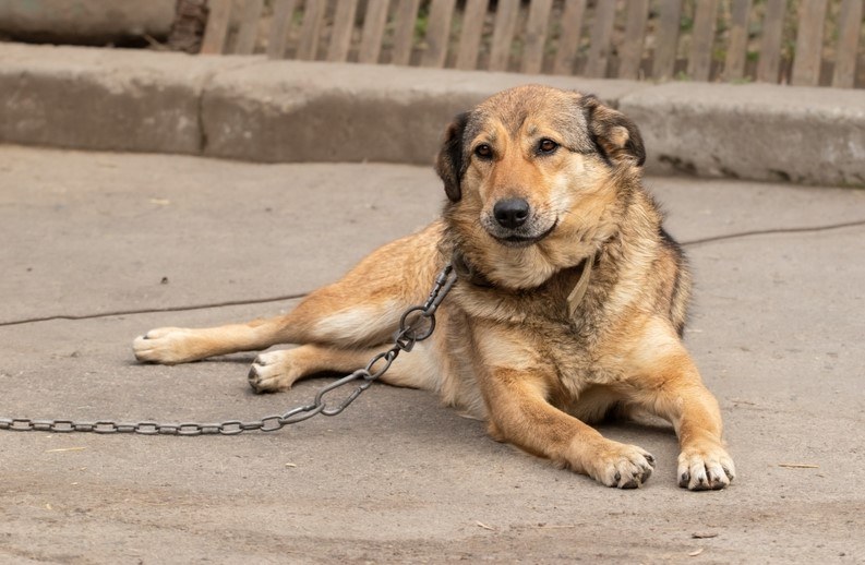 Polityczna bitwa o los psów. Znamy plany rządzących ws. ustawy łańcuchowej