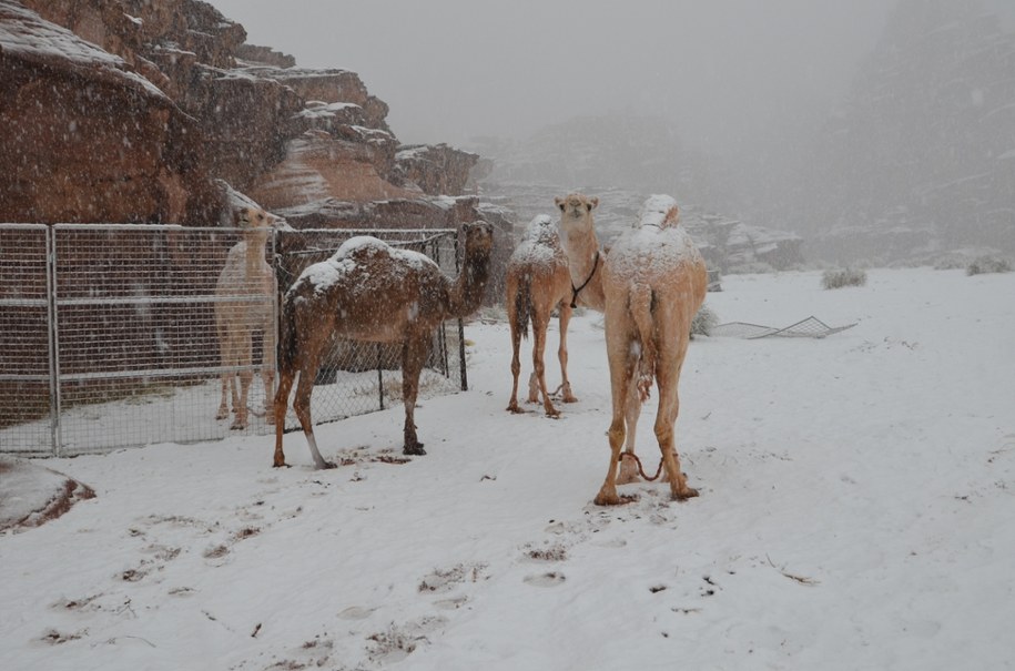 Wielbłądy na śniegu. Arabia Saudyjska pod pierzyną z białego puchu