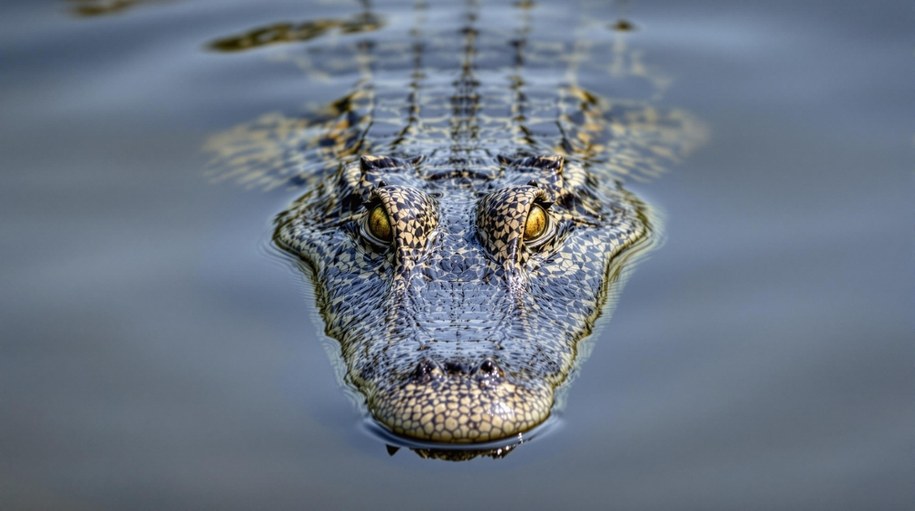 "Krokodyle są wszędzie". Alarm po powodziach w Australii