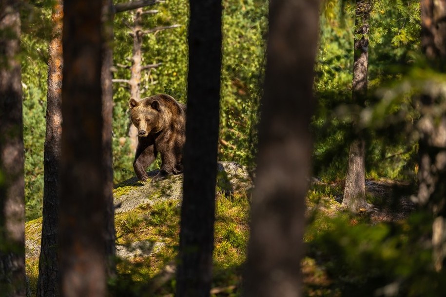 Nowe informacje po ataku niedźwiedzia na Podkarpaciu. "To sprzyja sytuacji zaskoczenia"