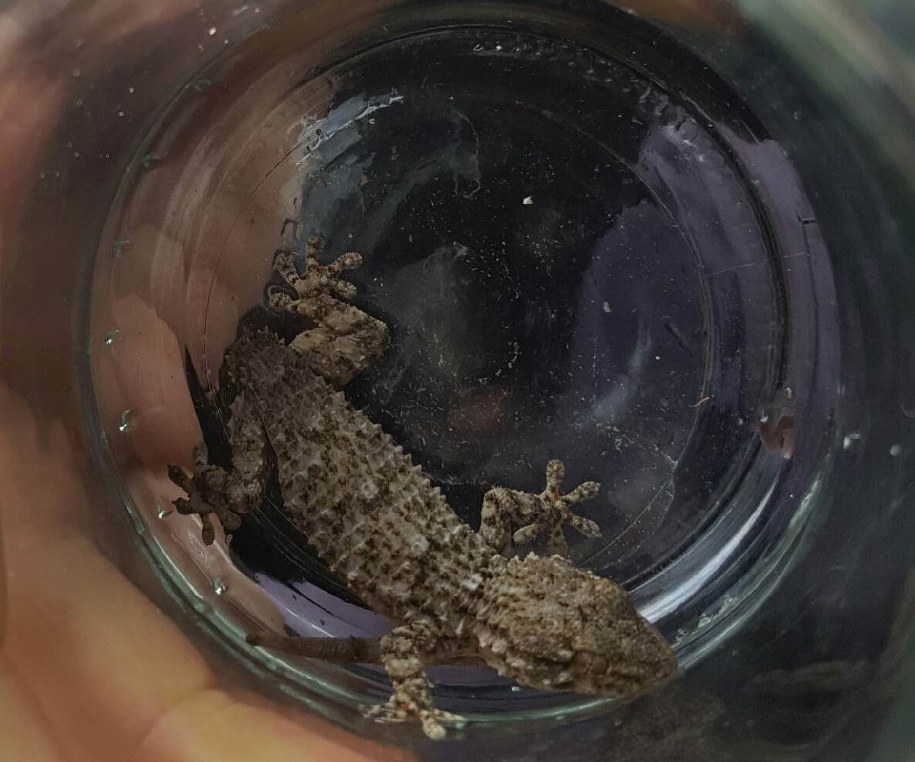 Zdj. str. Rafał Trentowski – Ekopatrol Straży Miejskiej m.st. Warszawy /