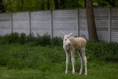 Zdjęcia łosia o imieniu Karolcia