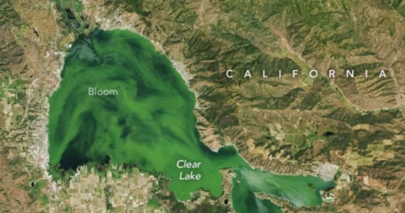 Zdjęcia satelitarne NASA ujawniają, że jezioro Clear Lake zmieniło kolor na zielony. /NASA Earth Observatory image by Wanmei Liang, using Landsat data from the U.S. Geological Survey /materiał zewnętrzny
