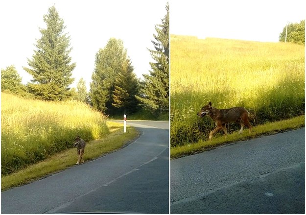 Zdjęcia wilka zrobione w okolicy miejscowości Przysłup /Teresa Sawińska-Wronowska  /Gorąca Linia RMF FM