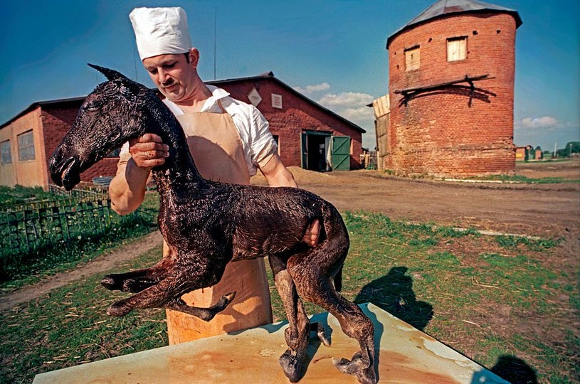 Zdjęcia zmutowanych zwierząt Kostin wysłał do samego Gorbaczowa. Nigdy nie doczekał się żadnej odpowiedzi /Igor Kostin /Getty Images