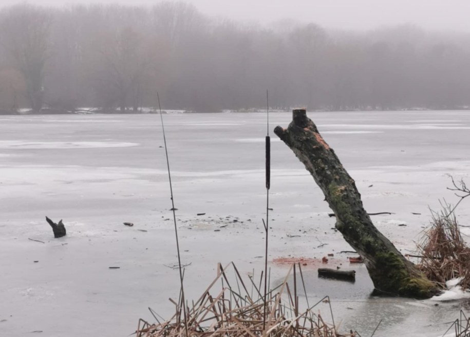 Zdjęcie drzewa udostępnione przez miasto Poznań /Miasto Poznań /Materiały prasowe