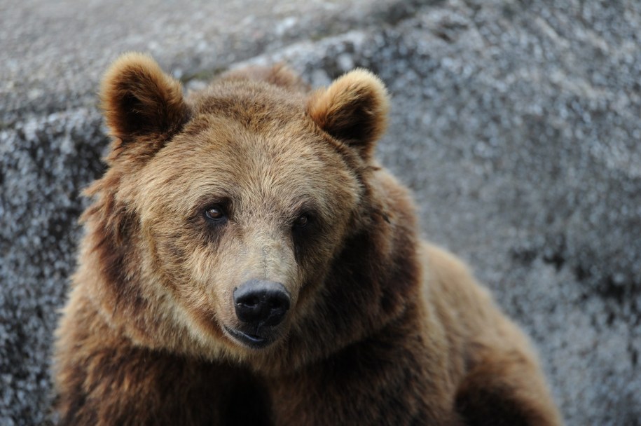 Niedźwiedzie przygotowują się na zimę. Wychodzą na przeciw turystom, plądrują śmietniki
