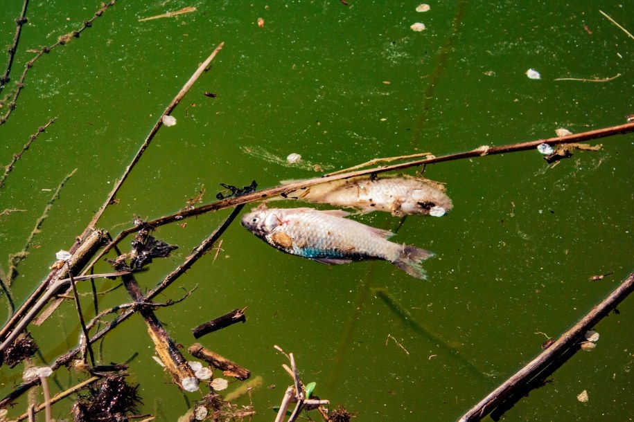 ​W ciągu tygodnia z Kanału Gliwickiego wyłowiono 1,5 tony martwych ryb