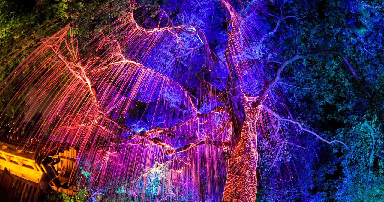 Zdjęcie ilustracyjne - Światło fluorescencyjne pod ciemnym drzewem /123RF/PICSEL