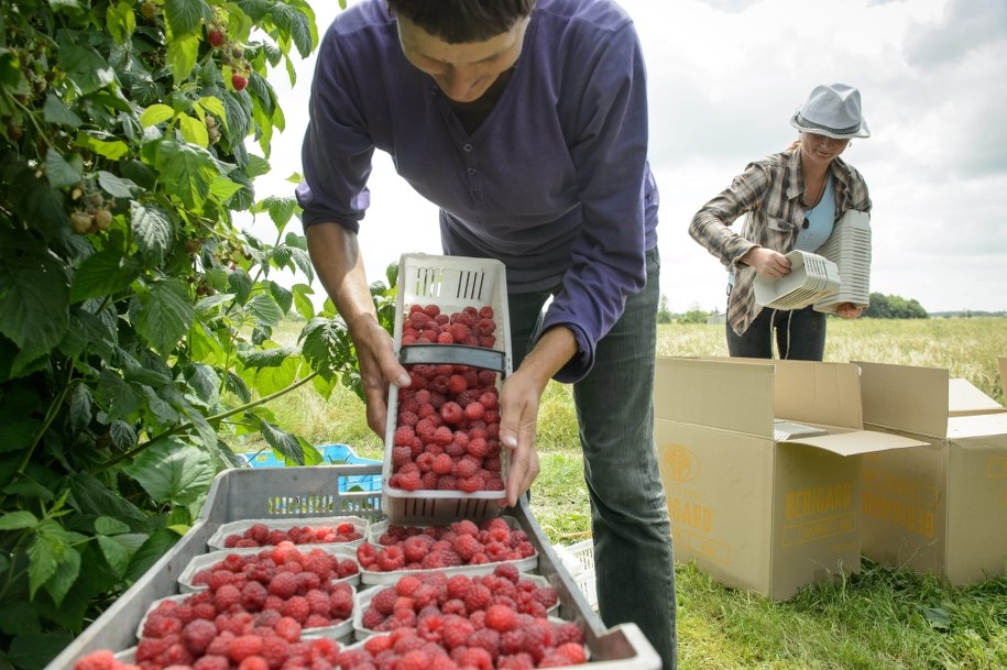 Praca sezonowa w Holandii: Jak nie dać się oszukać?