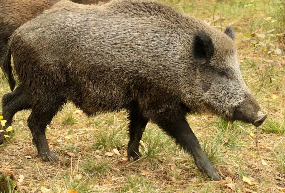 Dwa padłe dziki na Podlasiu. Miały ASF