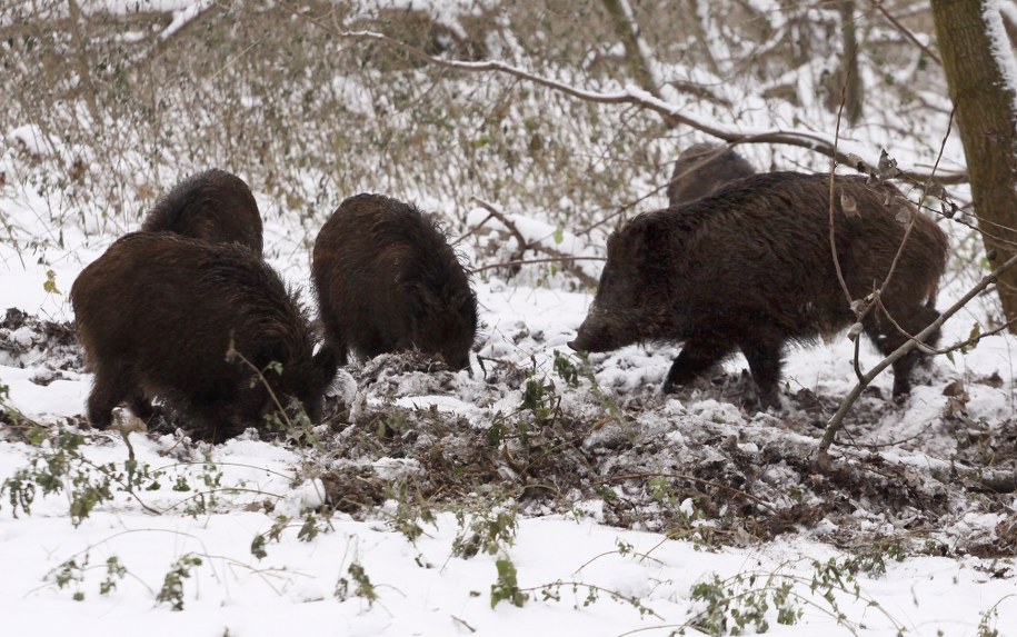 Bruksela chce chronić polskie dziki przed zagładą