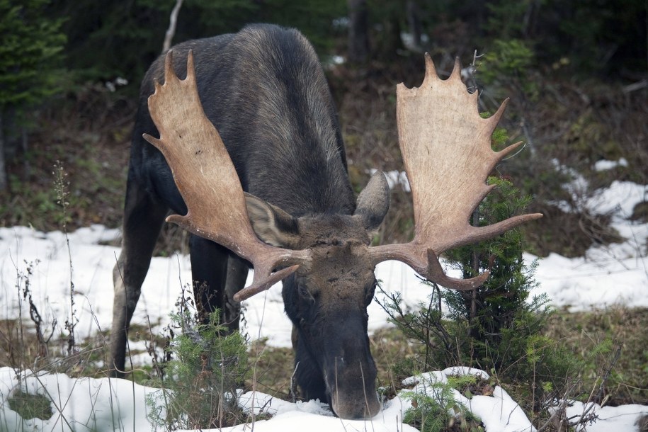 Łoś biega po Krakowie. Ucieka strażnikom od soboty