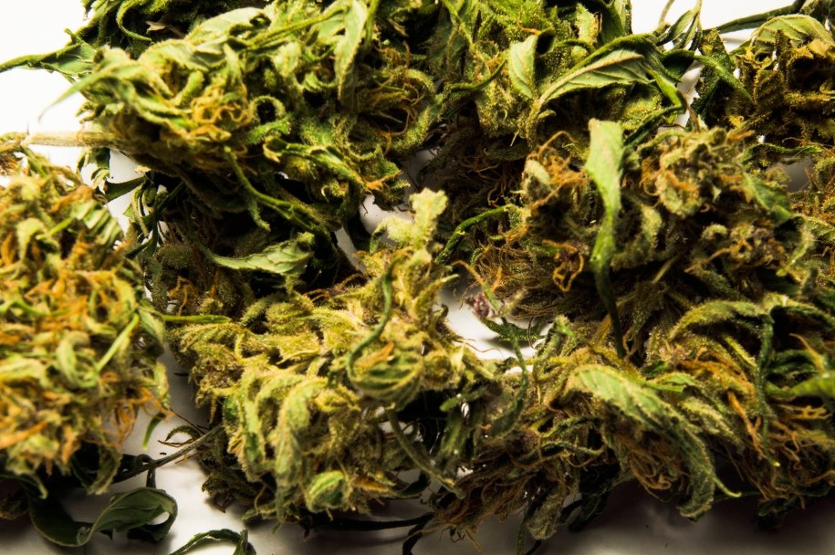 Marihuana może powodować psychozy