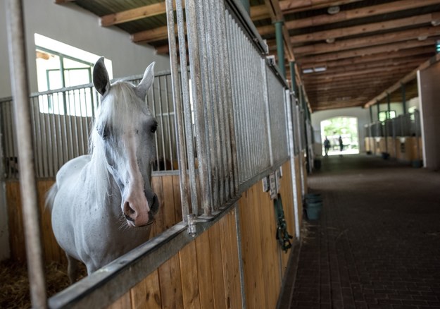 Urszula Białobok straciła pracę w stadninie koni arabskich w Michałowie
