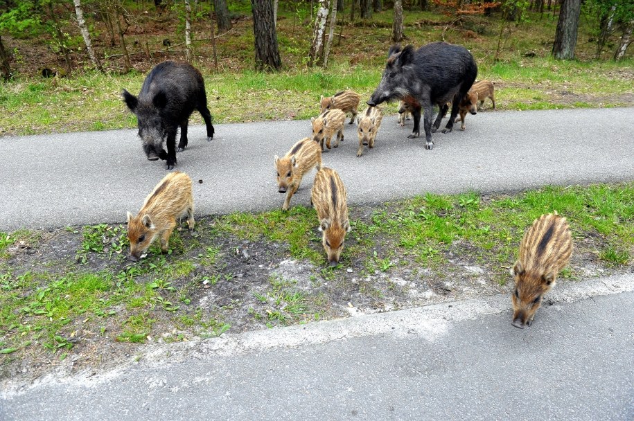 ASF przesuwa się na zachód. 10 padłych dzików w okolicach Warszawy