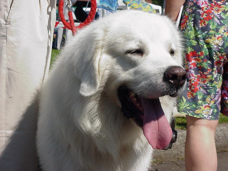 Bajka dla psofobów. Nowy sposób na terapię?