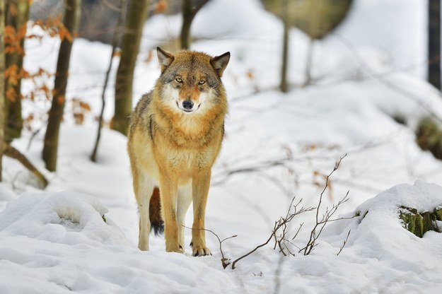 Nocą ulicami Sanoka spaceruje wilk. "Stary basior odrzucony przez watahę"