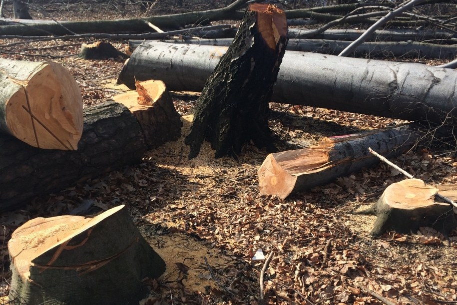 Ceny drewna w cieniu wiatrołomów. To efekt "huraganu stulecia"