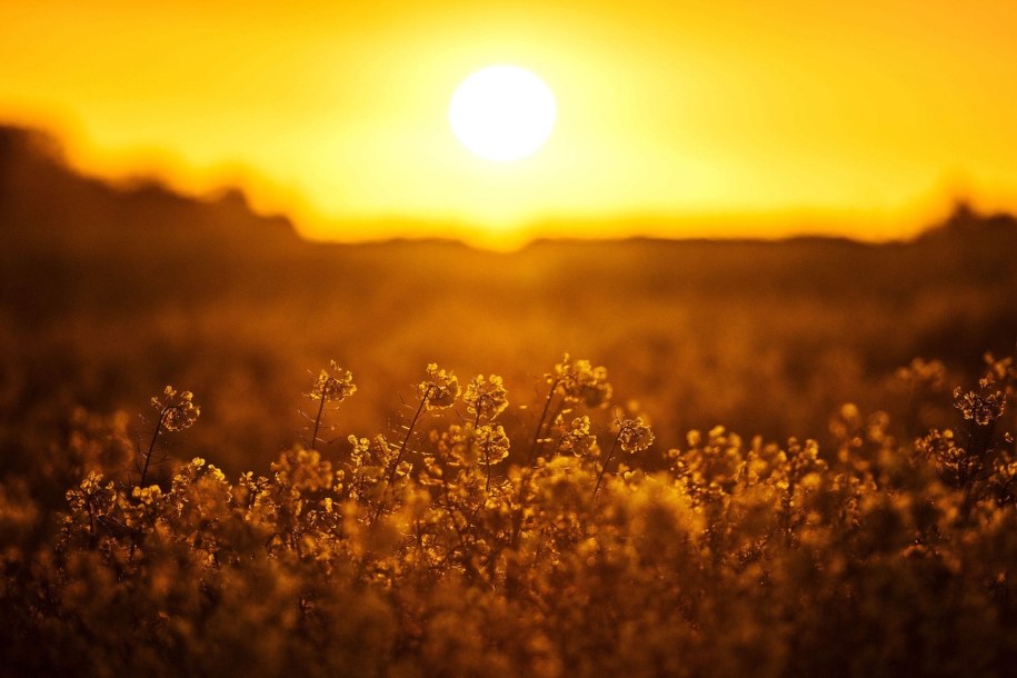 Fala upałów w Polsce. Wydano ostrzeżenia dla 7 województw