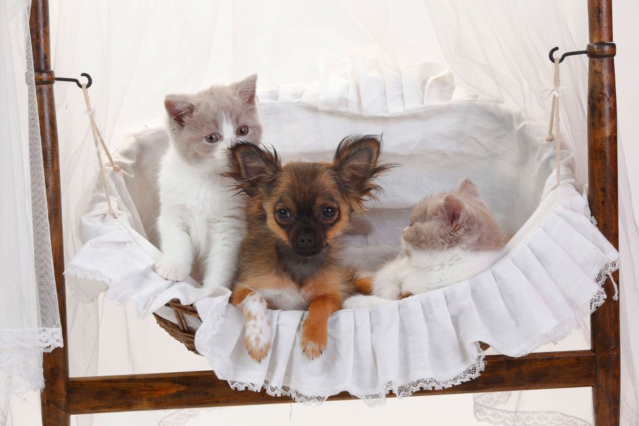 Masz psa lub kota? Oto najnowsze informacje o ich diecie