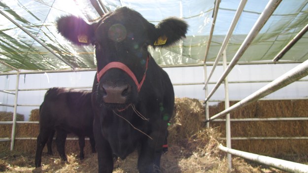 Pomogła petycja ws. krowy, która nielegalnie przekroczyła granicę. Penka uratowana