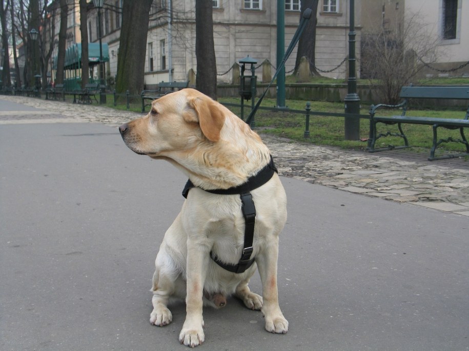 On był w szafie, ona pod łóżkiem. Wytropił ich "Zidane"