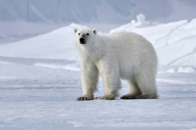 Niedźwiedź polarny zaatakował ojca dwóch córek. 31-latek nie przeżył starcia