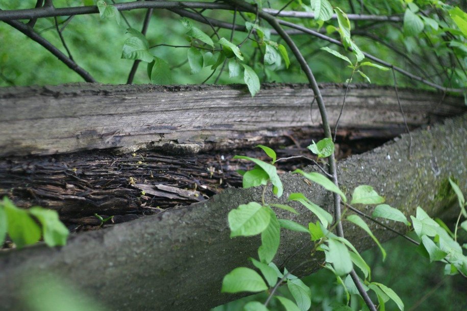 Wilki znów zaatakowały? Wójt ostrzega mieszkańców