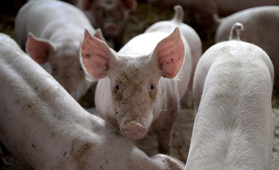 Pierwszy przypadek ASF na Podkarpaciu. Powstanie specjalna "strefa zagrożenia"