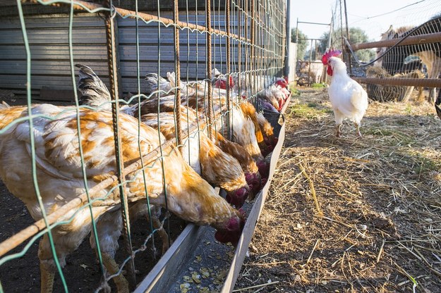 Podejrzenie ptasiej grypy w dwóch kolejnych gospodarstwach w Wielkopolsce