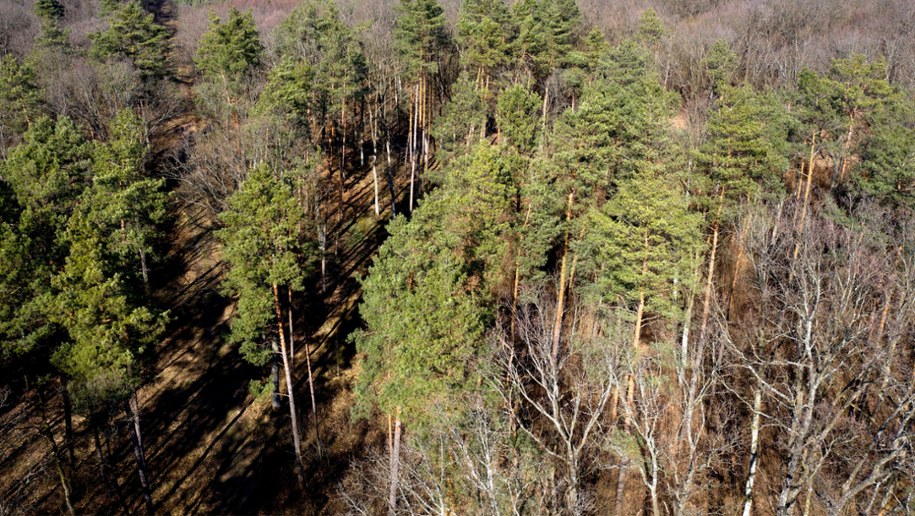Duże zagrożenie pożarowe. Straż odradza spacery w lesie