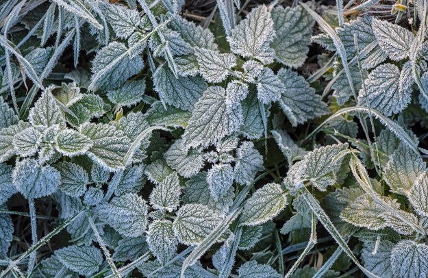 IMGW ostrzega przed przymrozkami. Temperatura może spaść do - 2 st. Celsjusza