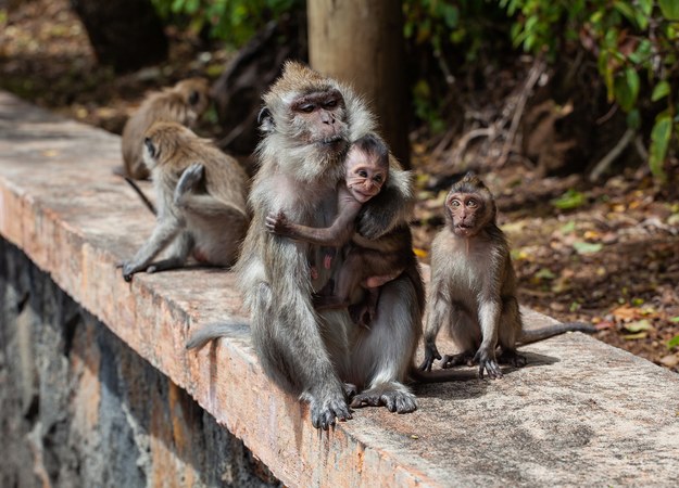 Szokujące ustalenia: Małpy traktowane jak "maszyny do zbierania kokosów”